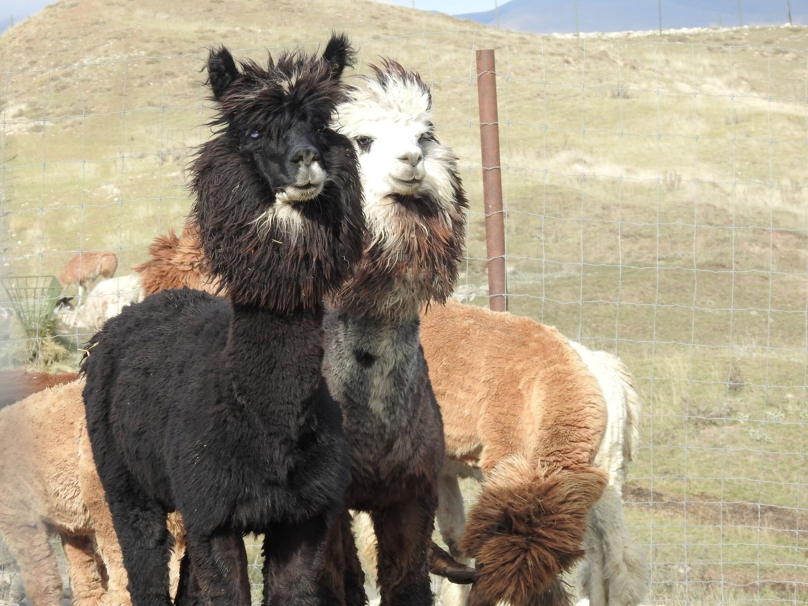 Azerbaijan Safari Tour – Shamakhi Wildlife Experience
